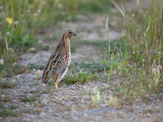 Common or European quail, Coturnix coturnix,