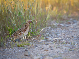 Common or European quail, Coturnix coturnix,