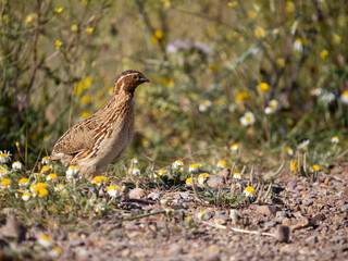 Common or European quail, Coturnix coturnix,