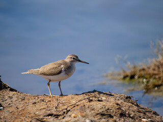 Common sandpiper, Actitis hypoleucos