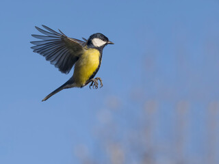 Great tit, Parus major