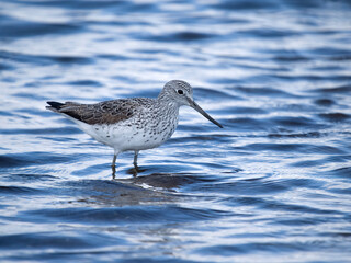 Greenshank, Tringa nebularia,