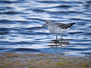 Greenshank, Tringa nebularia,