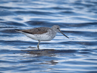 Greenshank, Tringa nebularia,
