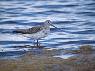 Greenshank, Tringa nebularia,