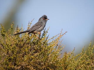 Marmora's warbler, Curruca sarda