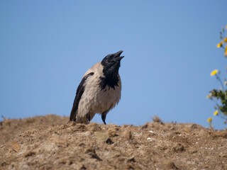 Hooded crow, Corvus cornix