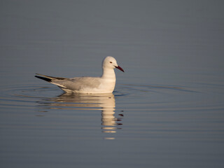 Slender-billed gull, Chroicocephalus gene