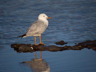 Slender-billed gull, Chroicocephalus gene