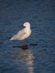 Slender-billed gull, Chroicocephalus gene