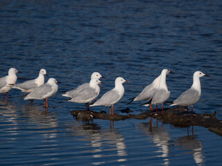 Slender-billed gull, Chroicocephalus gene
