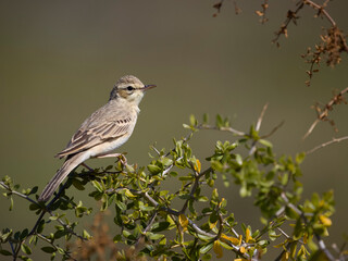 Tawny pipit, Anthus campestris