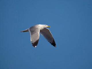 Yellow-legged gull, Larus michahellis