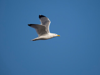 Yellow-legged gull, Larus michahellis