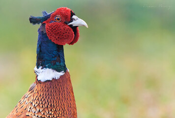 Portrait of male Pheasant (Phasianus colchicus) in a grass background