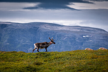 Wild reindeer in the tundra of Norway with mountains on the  background