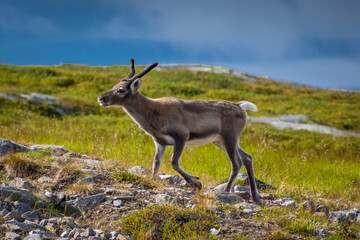 Obraz premium Little cub of wild reindeer in the tundra of Norway