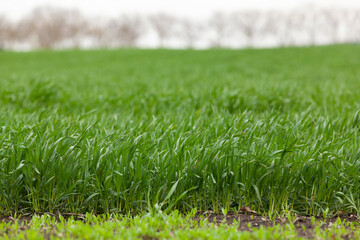 Young seedlings of wheat grow in the field. Green wheat grows in the soil. Grain sprouts in an agricultural field on a cloudy day. Wheat sprouts. Agriculture.