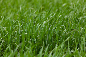 Young seedlings of wheat grow in the field. Green wheat grows in the soil. Close-up of grain sprouts in an agricultural field on a cloudy day. Wheat sprouts. Agriculture.