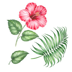 Set of differents flower hibiscus on white background. Watercolor tropical floral illustration