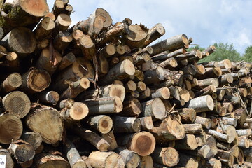 切り出された丸太 広葉樹