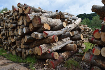 切り出された丸太 広葉樹