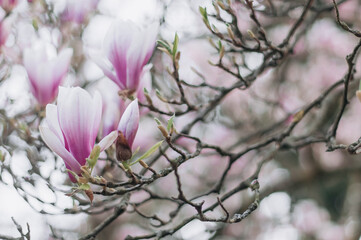 Magnolia tree with large blooming pink flowers closeup in the botanical garden.