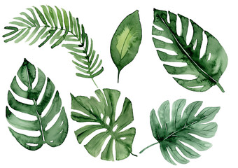 Fototapeta na wymiar Water color leaves of tropical plants. leaf texture for Water color design.They are on for cut white background.Generative Al.