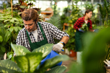 Portrait of a concentrated European gardener watering flowers in a greenhouse