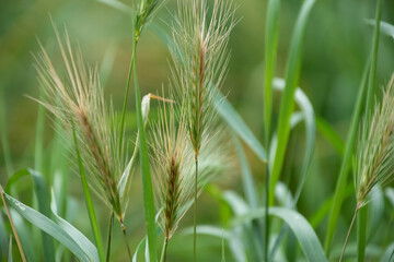 Green immature Wheat panicles in the agriculture cultivation field. used selective focus.