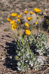 Desert sunflowers in the sunny desert