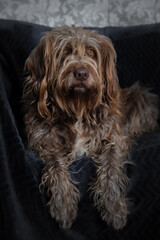 Korthals griffon portrait - Wirehaired pointing griffon Dog