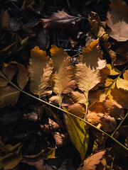 autumn leaves on the ground
