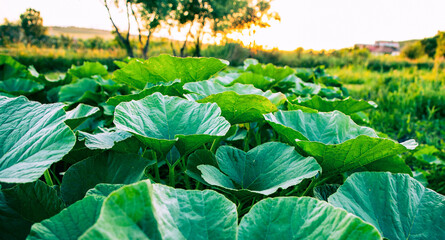 green zucchini leaves in garden