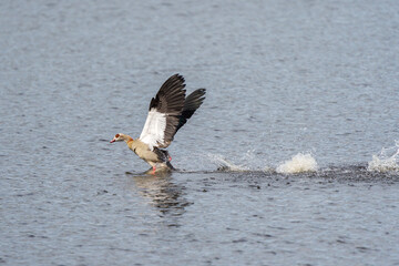 Nilgans
