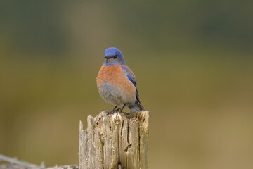 Male Western Bluebird