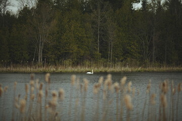A white swan at Frink Conservation Area in Ontario, Canada. Nature and wildlife in North America.