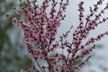 Roter Weinbergspfirsich in Blüte