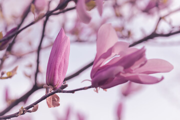 pink magnolia flowers