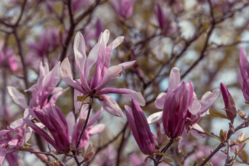 magnolia tree blossom
