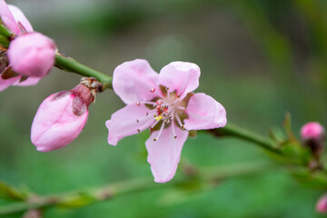 Fototapeta na wymiar Beautiful Pink Sakura flowers, cherry blossom during springtime against blue sky, toned image with sun leak . High quality photo