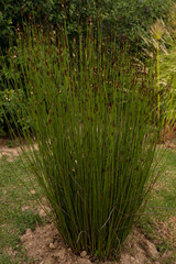 View of a South African Chondropetalum tectorum, also known as Bamboo Rush, growing in the garden. 