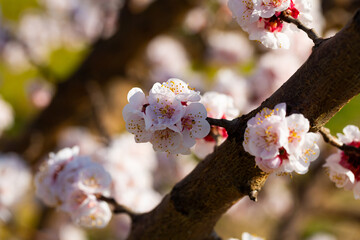 Blooming apricot trees in early spring. High quality photo