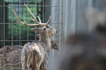 A white spotted deer (Cervidae) is standing next to the fence of a garden enclosure.