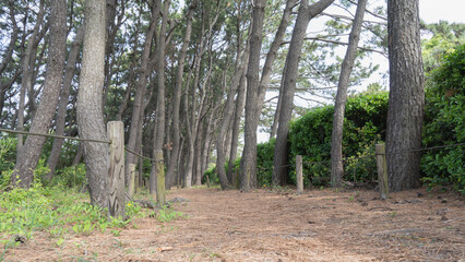 【千葉県】稲毛海浜公園｜いなげの浜・松原散策路