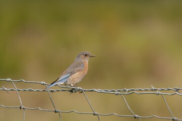 Female Western Bluebird on a sunny day