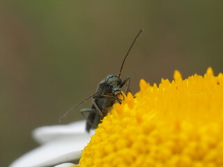 OLYMPUS DIGITAL CAMERA
ISO-200
f/9
1/200 sec.