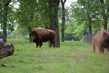 Fototapeta premium Wildlife Animals