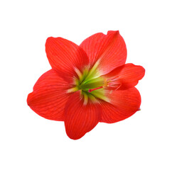 Amaryllis flower Amaryllis flower transparent png