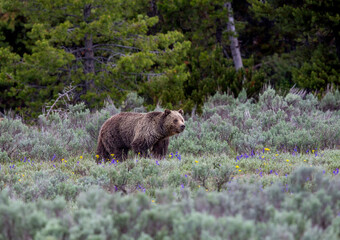 Grizzly 399 In Sagebrush